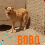 Bobo