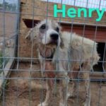 Der Hund Henry nach seinem Auffinden krank und guckt unglücklich
