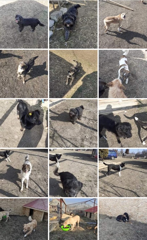 Collage mit 15 Fotos von Hunden auf einem Schutzhof