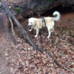 Hund Kamila beim Waldspaziergang