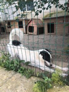Weißschwarzer Hund streckt sich hinter Drahtzaun