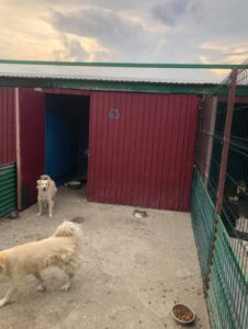 Zwei Hunde im Shelter