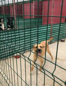 Brauner Hund im Shelter hinter Drahtzaun