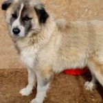 Hund Henry gesund im Shelter