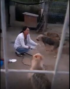 Catalina hockt inmitten mehrerer Hunde im Shelter