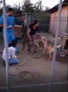 Arzt und 2 Frauen kümmern sich um Shelter Hunde