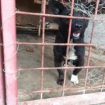Hund Pepe hinter den Gittern des Shelter