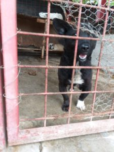 Hund Pepe hinter den Gittern des Shelter