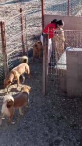 Catalina im Shelter mit Hunden