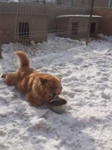 Hund im verschneiten Shelter