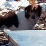 Hund im verschneiten Shelter