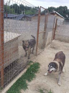 2 Hunde in ihren Gehegen, einer zum Toben aufgelegt