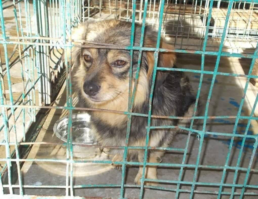 Urban, kleiner Hund im Käfig einer Tötungsstaton vor einem leeren Napf