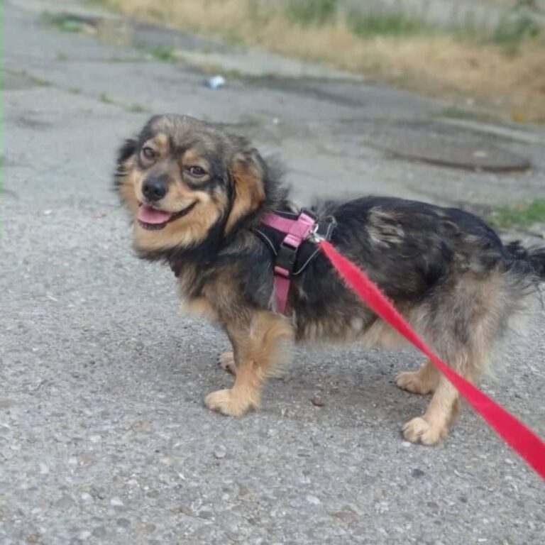 Hund Urban mit roter Leine beim Gassi gehen