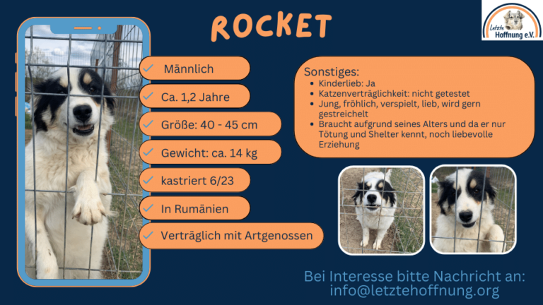 Rüde Rocket wird beschrieben, damit interessierte Adoptanten ihn finden