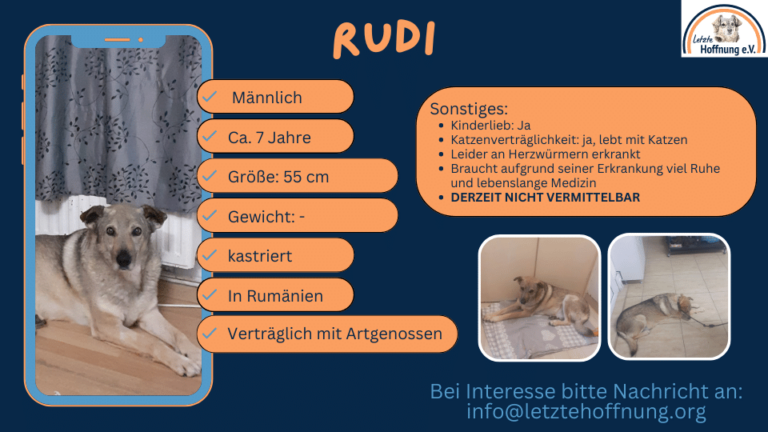 Rüde Rudi wird beschrieben, damit interessierte Adoptanten ihn finden