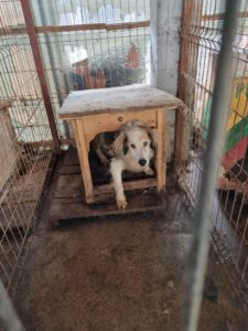 Hund Rio guckt skeptisch aus seiner Hütte in der Tötung Buftea