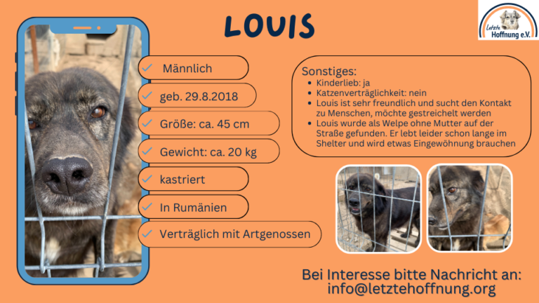 Rüde Louis wird beschrieben, damit interessierte Adoptanten ihn finden
