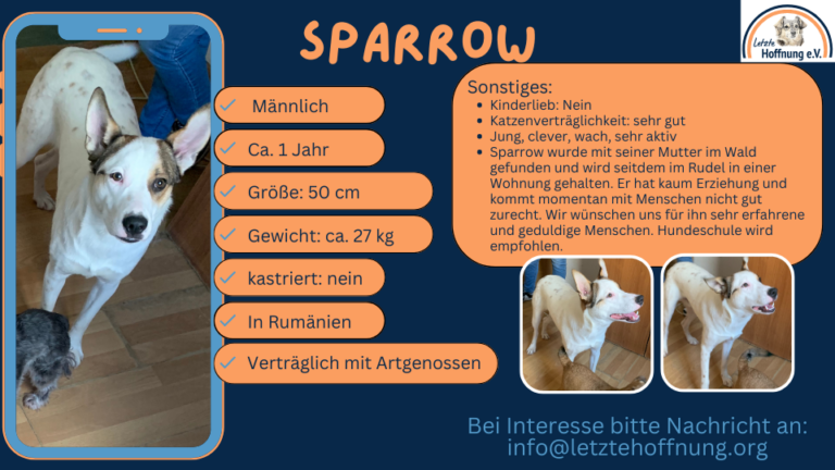 Rüde Sparrow wird beschrieben, damit interessierte Adoptanten ihn finden